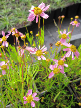 Rosablühendes Schönauge American Dream - Mädchenauge - Coreopsis rosea American Dream - Bodendecker Stauden